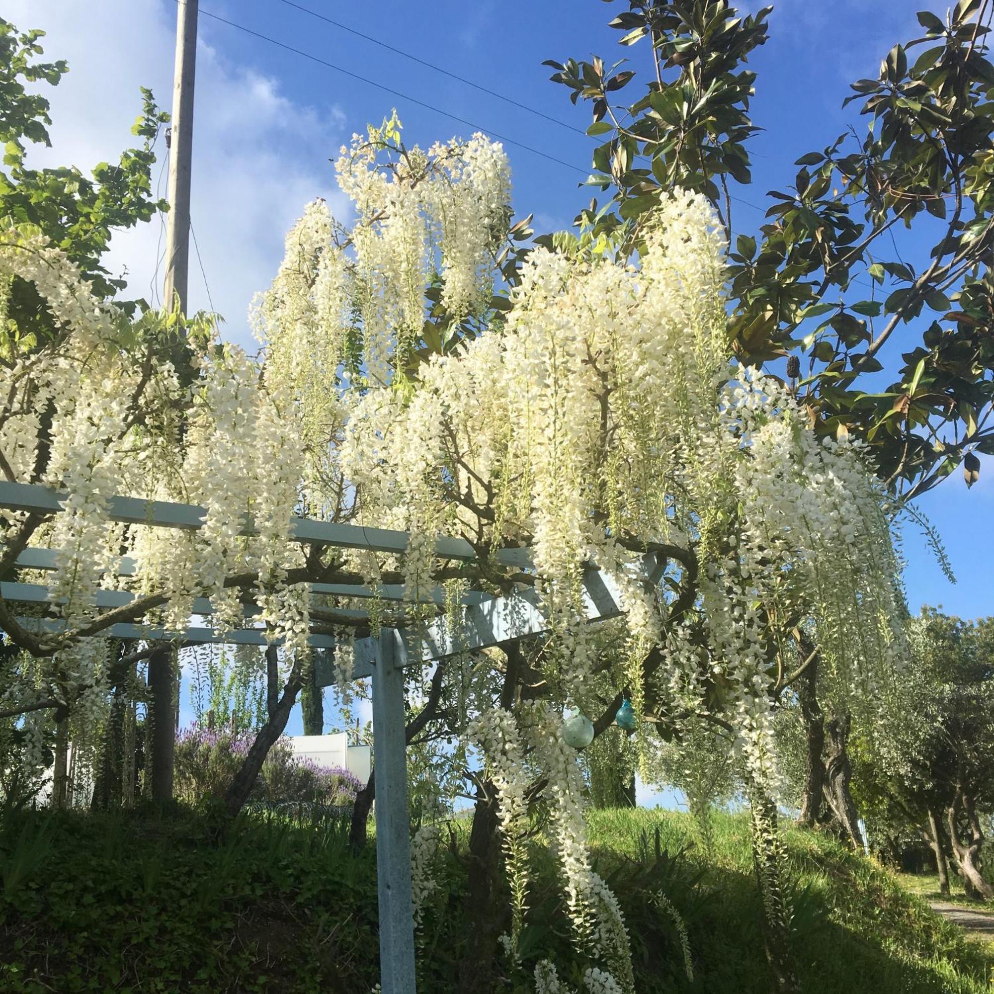 Appartamento Con Patio Privato E Giardino Tra Pisa E Firenze Palaia Εξωτερικό φωτογραφία